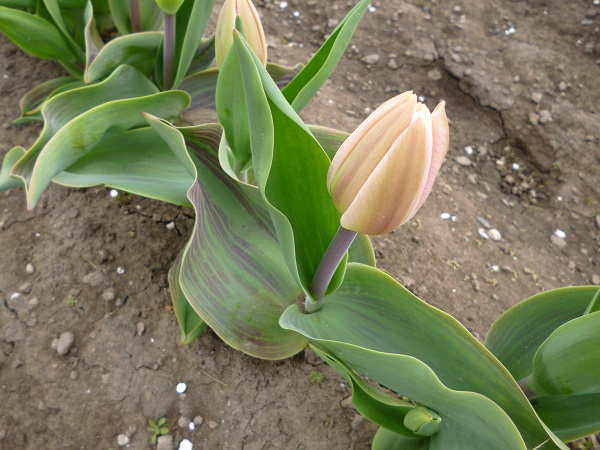 apricot delight