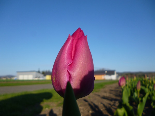 Lady van Eijk