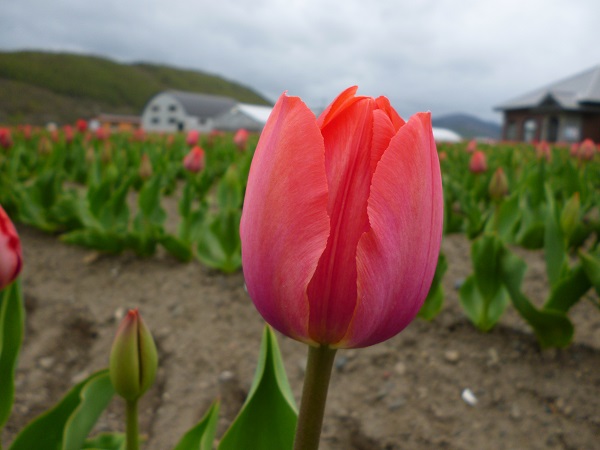 orange van eijk