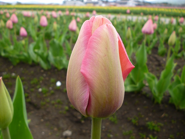 mystic van eijk