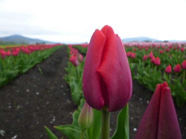 red van eijk