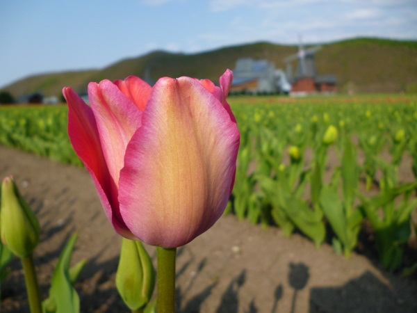 pink sound