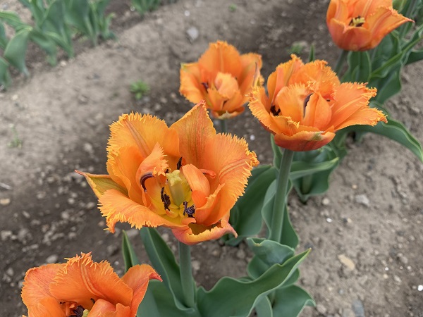 orange passion