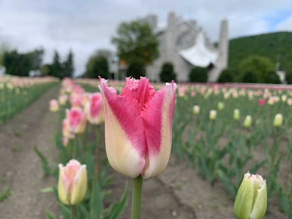 huis ten bosch