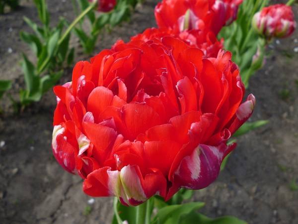 bombastic red