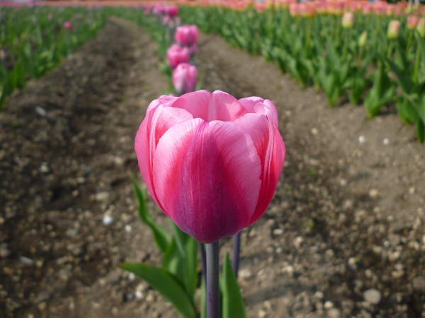 happy spring