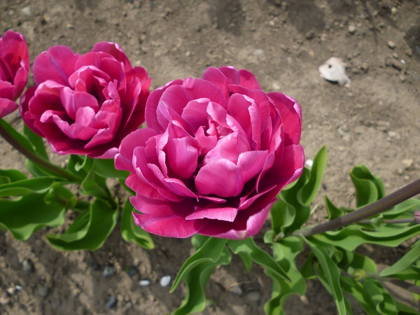 rosy diamond pipi