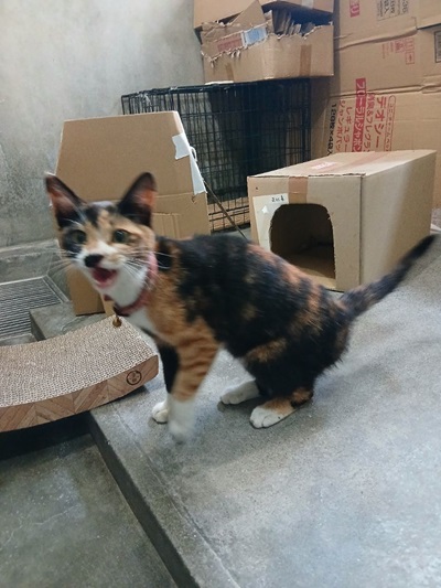 ピンクの首輪をした三毛猫（黒、茶、白）