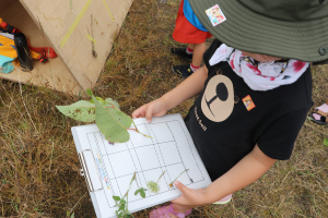 河川敷の植物を利用したビンゴ