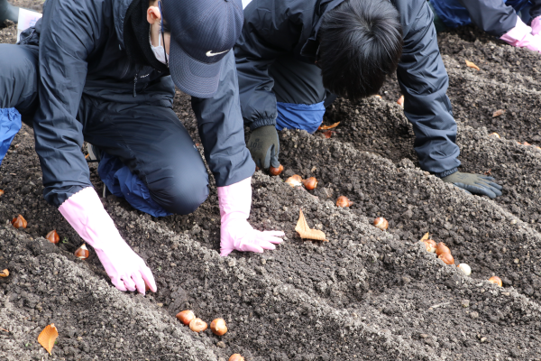 一球一球手作業で球根を整える生徒たち