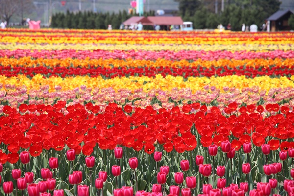 チューリップ公園の様子