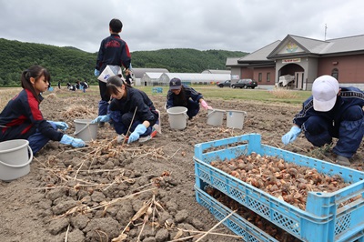 掘り取りの様子
