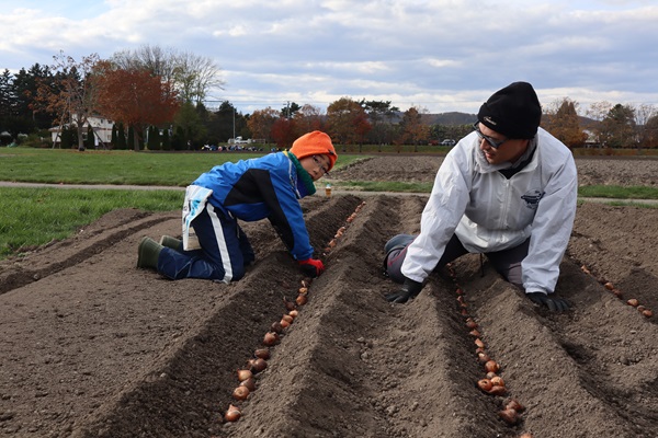 植えている様子2