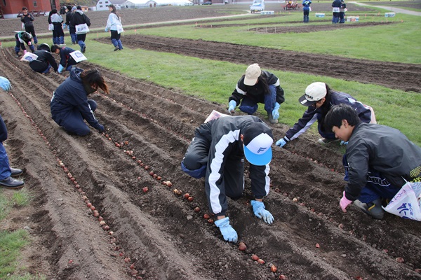 球根の並びを整える様子