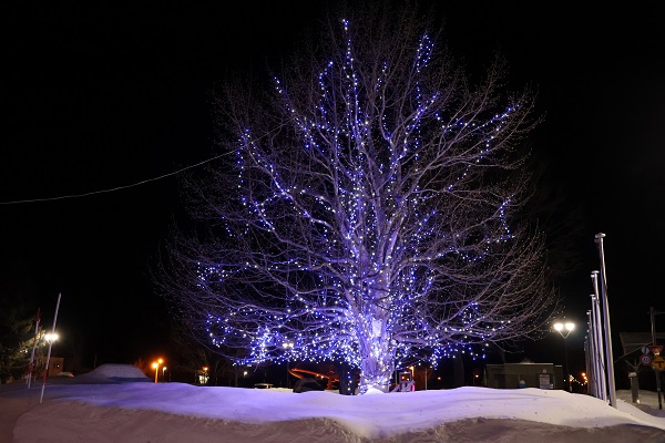 木のイルミネーション装飾