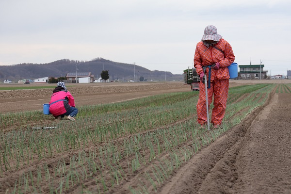植え付け作業の様子