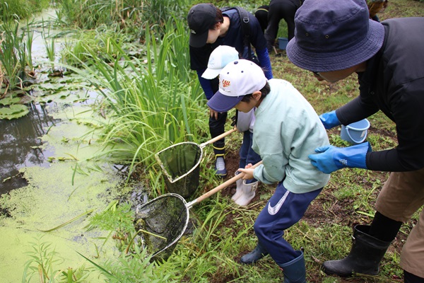 池の中の生き物を探している様子
